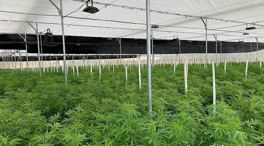 cannabis production plant